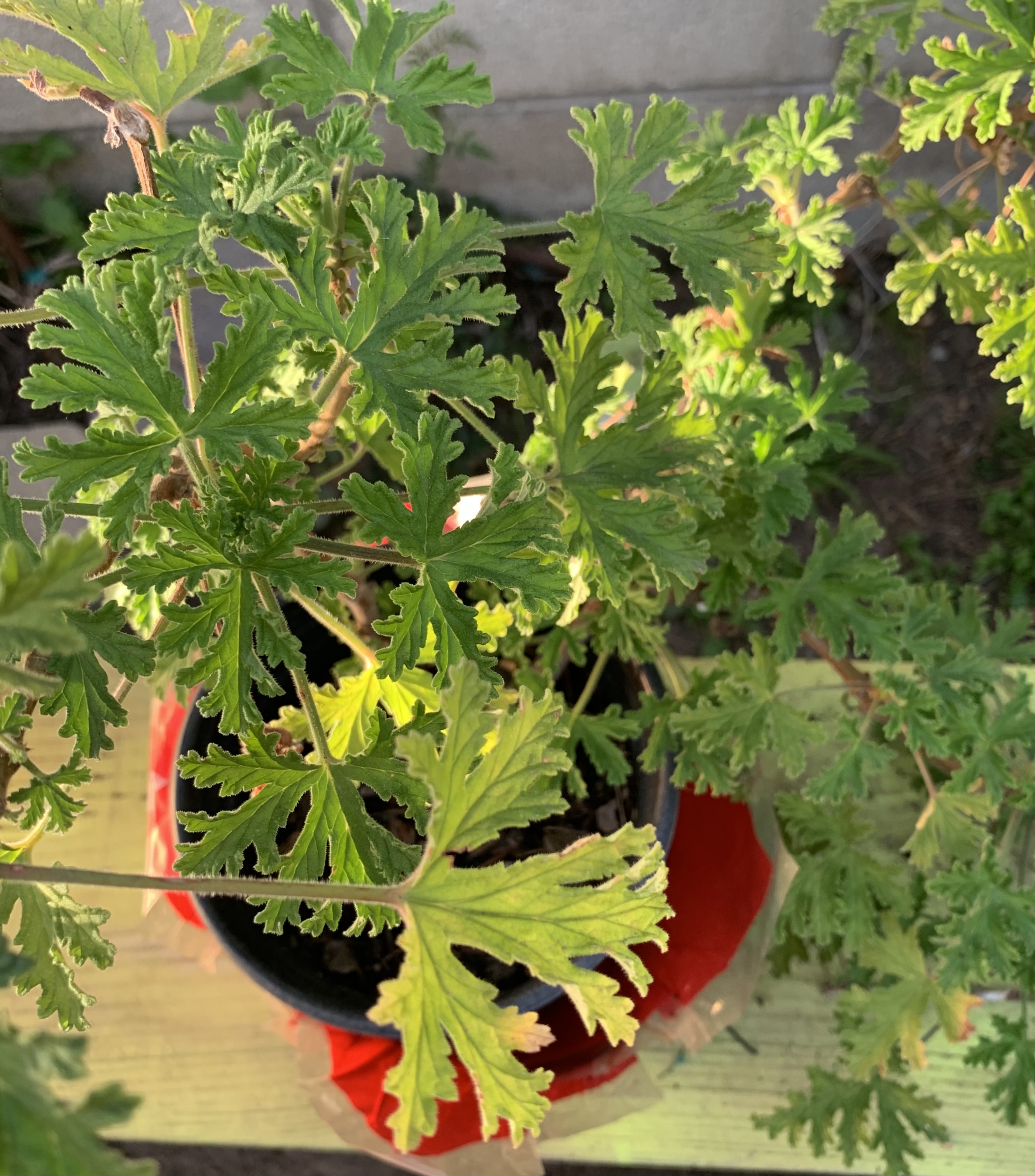 Mr. and Mrs. H. E. Huntington’s Herb Garden (1920’s SMR) – Inside the ...